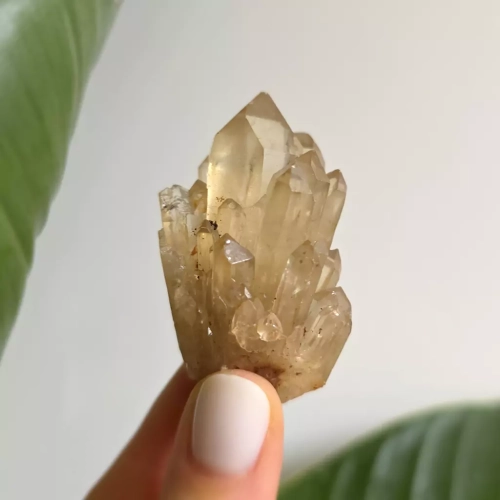 BR0051 webp Cytryn naturalna szczotka Magneska.webp