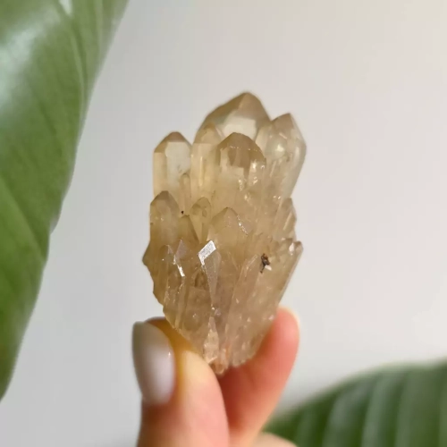 BR0051 webp Cytryn naturalna szczotka Magneska 2.webp