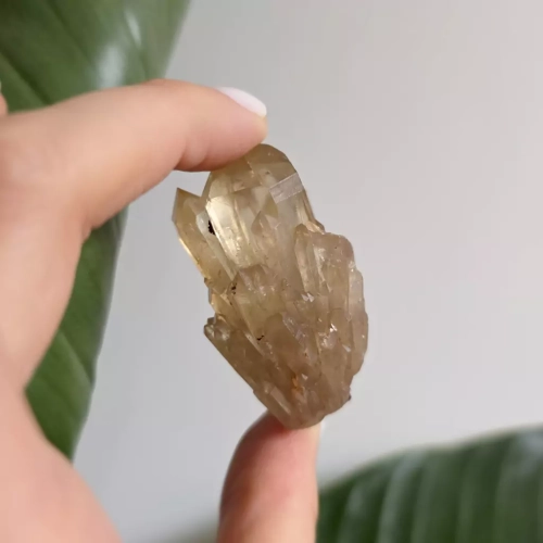 BR0051 webp Cytryn naturalna szczotka Magneska 3.webp