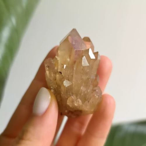 BR0051 webp Cytryn naturalna szczotka Magneska 4.webp