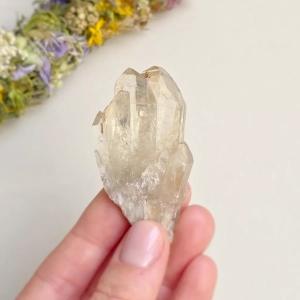 Cytryn naturalny - szczotka - 35 g