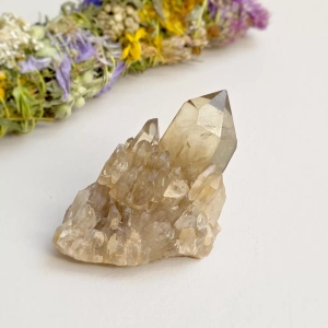 Cytryn naturalny - szczotka - 70 g